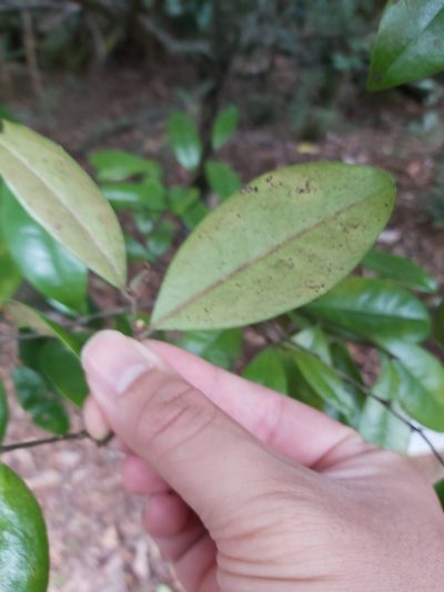 Diospyros laurina, photographed by Tim