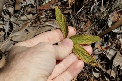 Flemingia parviflora, photographed by Greg Tasney