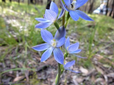 Thelymitra aristata, photographed by Kiri Bee