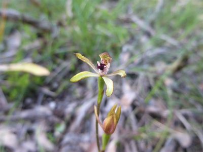 Caladenia transitoria, photographed by Kiri Bee
