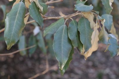Croton insularis, photographed by Greg Tasney