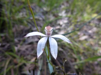 Caladenia moschata, photographed by Kiri Bee