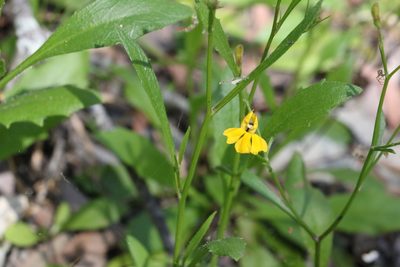 Goodenia paniculata, photographed by Greg Tasney