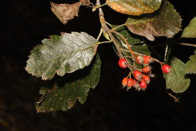 Scandosorbus intermedia, photographed by Stephen James McWilliam