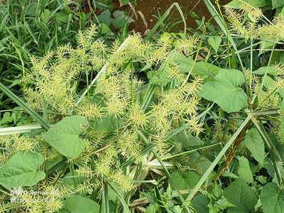 Cyperus javanicus, photographed by Ong Jyh Seng