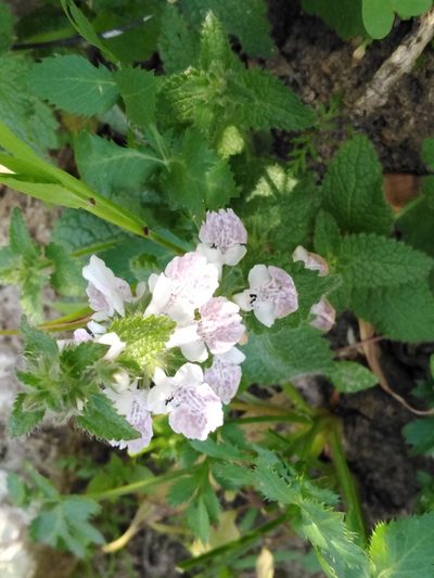 Stachys bolusii, photographed by melda