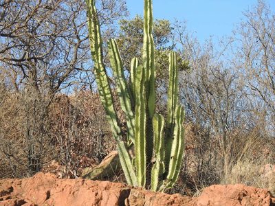 Cereus jamacaru, photographed by Matthew Fainman