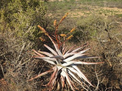 Aloe marlothii, photographed by Matthew Fainman
