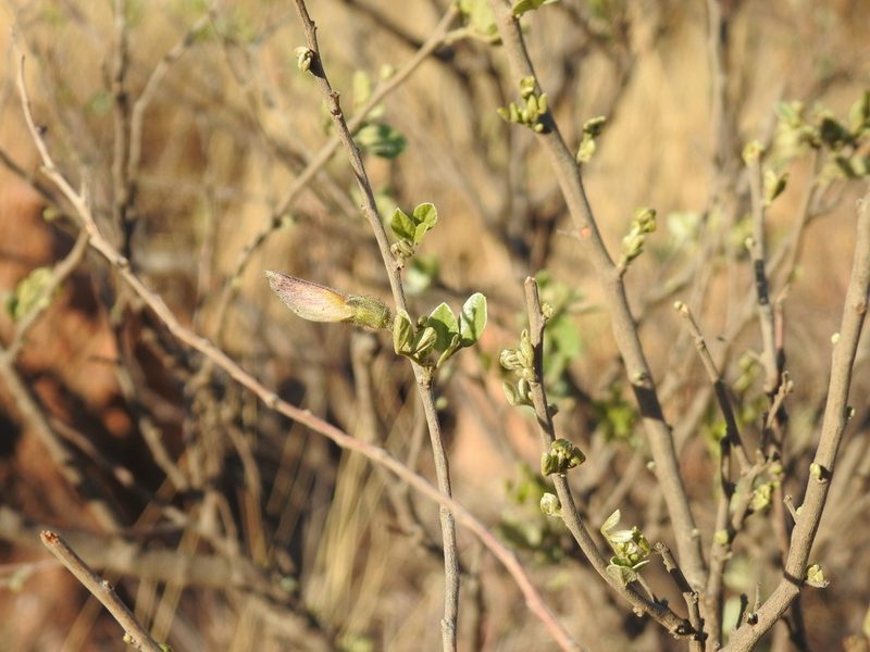 Vangueria parvifolia, photographed by Matthew Fainman