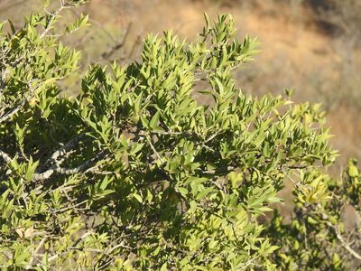 Strychnos pungens, photographed by Matthew Fainman