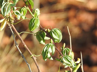 Adenia glauca, photographed by Matthew Fainman