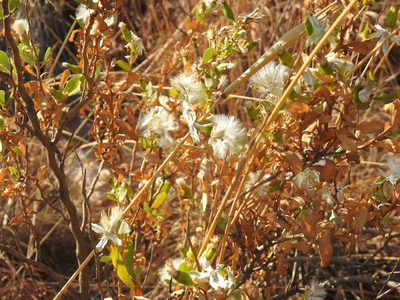 Lopholaena coriifolia, photographed by Matthew Fainman