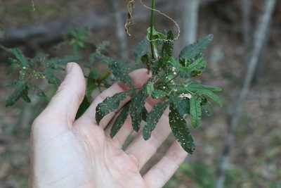 Zieria gymnocarpa, photographed by Greg Tasney