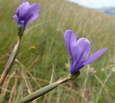 Moraea inclinata, photographed by Peter Warren