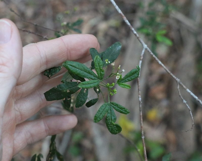Zieria gymnocarpa, photographed by Greg Tasney