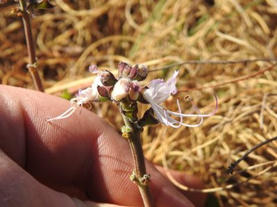 Ocimum obovatum, photographed by Matthew Fainman