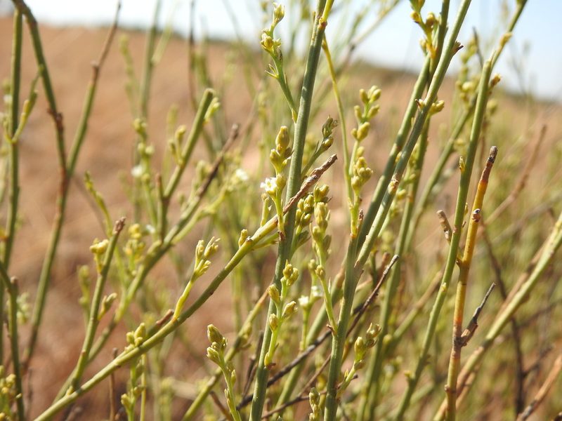 Thesium procerum, photographed by Matthew Fainman