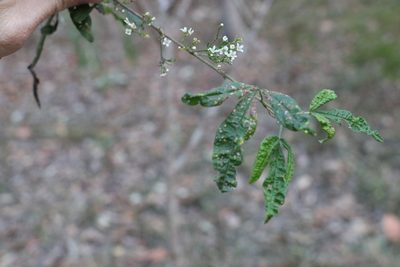 Zieria gymnocarpa, photographed by Greg Tasney