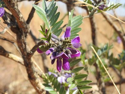 Mundulea sericea, photographed by Matthew Fainman