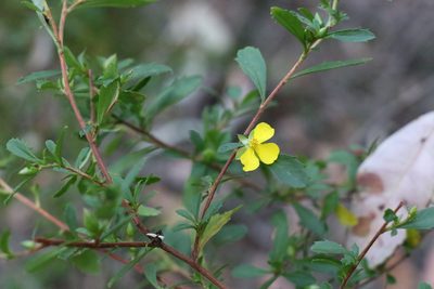 Hibbertia diffusa, photographed by Greg Tasney