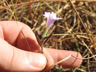Ruellia cordata, photographed by Matthew Fainman