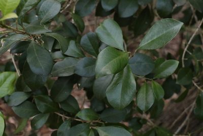 Acronychia pauciflora, photographed by Greg Tasney