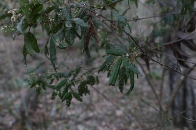 Zieria gymnocarpa, photographed by Greg Tasney