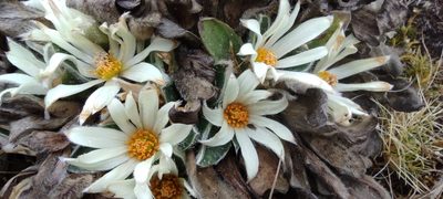 Knowltonia integrifolia, photographed by Santiago Martín-Bravo