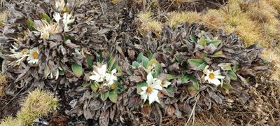 Knowltonia integrifolia, photographed by Santiago Martín-Bravo