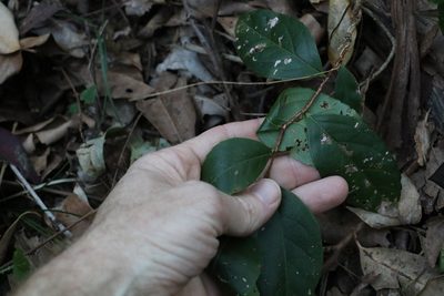 Celastrus subspicatus, photographed by Greg Tasney