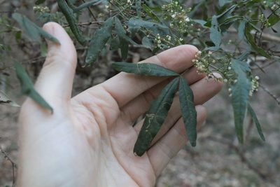 Zieria gymnocarpa, photographed by Greg Tasney