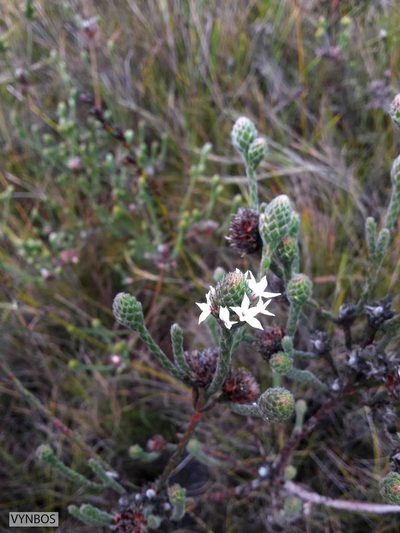Brunia monogyna, photographed by Chris Vynbos