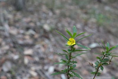 Hibbertia diffusa, photographed by Greg Tasney