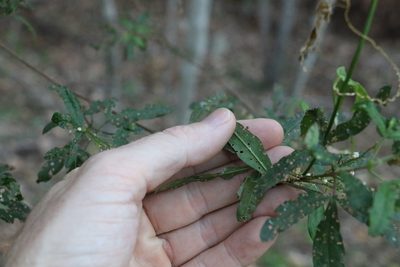 Zieria gymnocarpa, photographed by Greg Tasney