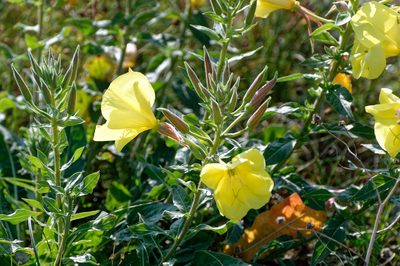 Oenothera glazioviana, photographed by Donald Davesne
