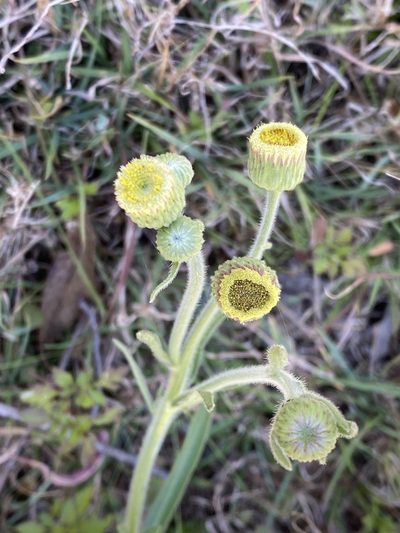 Erigeron primulifolium, photographed by Richard Fuller
