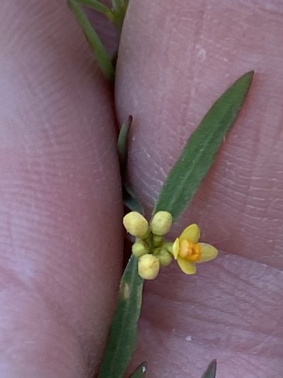 Pimelea neoanglica, photographed by Richard Fuller