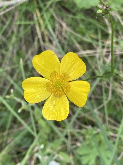 Ranunculus lappaceus, photographed by Richard Fuller