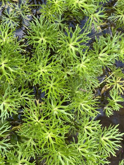 Ranunculus inundatus, photographed by Richard Fuller