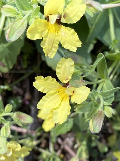 Goodenia paradoxa, photographed by Richard Fuller
