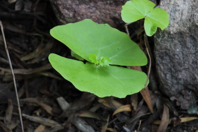 Chamira circaeoides, photographed by Tony Rebelo