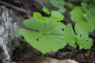 Chamira circaeoides, photographed by Tony Rebelo