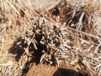 Anacampseros ustulata, photographed by Ricus Nel