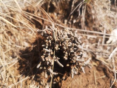 Anacampseros ustulata, photographed by Ricus Nel