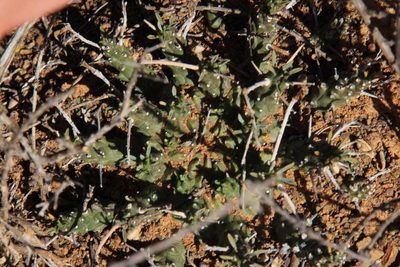 Euphorbia decepta, photographed by Tony Rebelo