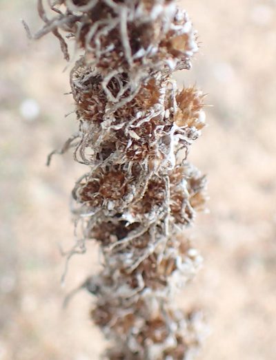 Ifloga glomerata, photographed by Nicola van Berkel
