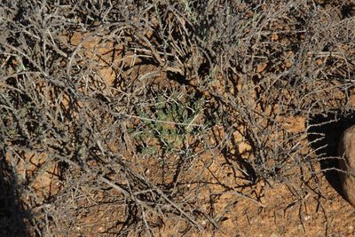 Euphorbia decepta, photographed by Tony Rebelo