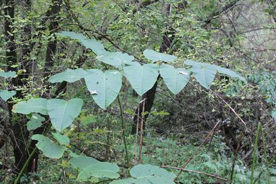 Reynoutria sachalinensis, photographed by Daria