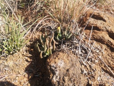Hereroa glenensis, photographed by Ricus Nel