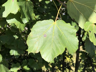 Acer opalus, photographed by Jason Grant